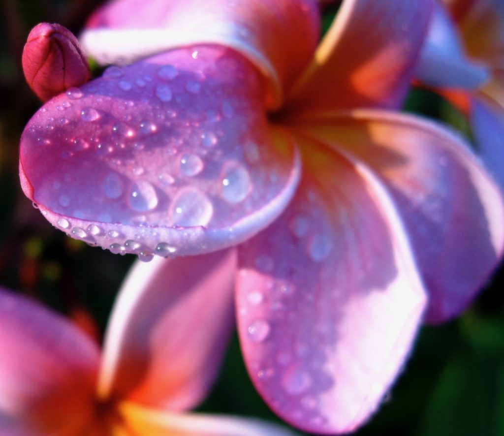 A beautiful pink and orange Plumeria flower covered in rain drops